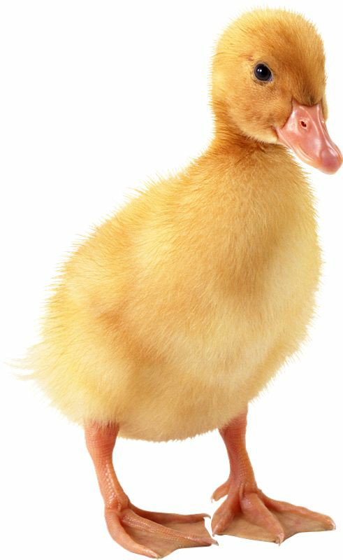 جوجه اردک یک روزه